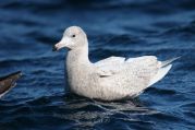 Glaucous Gull